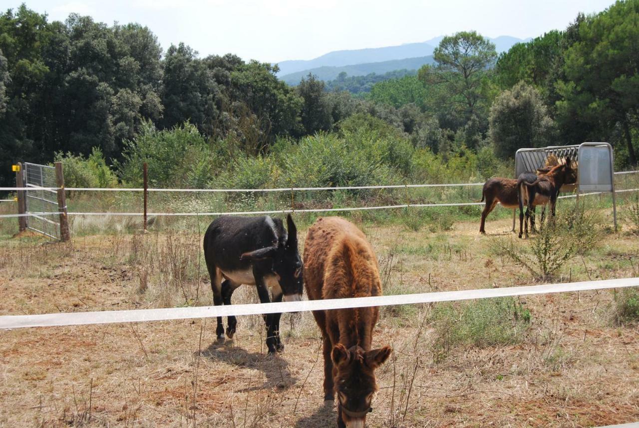 Cal Tort Villa Maià de Montcal Kültér fotó